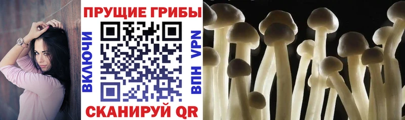 Галлюциногенные грибы Psilocybe  Шали 